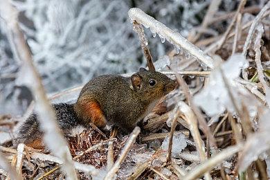 《光环：无限》主创暗示老地图将会回归